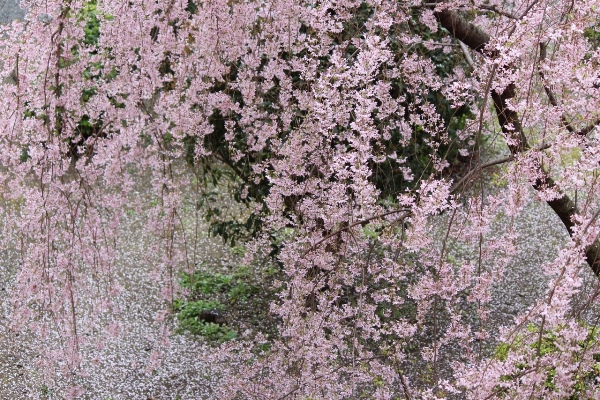 5252-一重紅枝垂れ桜　上から下る様子.jpg
